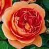 Rosiers