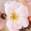 Rosiers