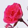 Rosiers