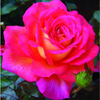 Rosiers