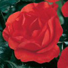 Rosiers