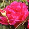 Rosiers
