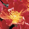 Rosiers