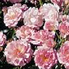Rosiers