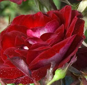 Rosiers