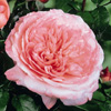 Rosiers
