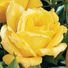 Rosiers