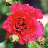 Rosiers