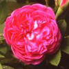 Rosiers
