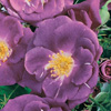 Rosiers