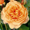 Rosiers