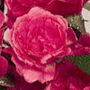 Rosiers