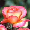 Rosiers