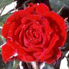 Rosiers