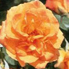 Rosiers