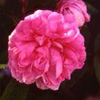 Rosiers