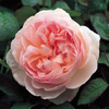 Rosiers