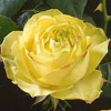 Rosiers