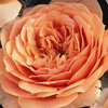 Rosiers