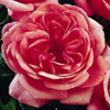 Rosiers