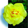 Rosiers