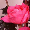 Rosiers
