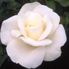 Rosiers
