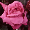 Rosiers