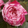 Rosiers