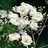 Rosiers