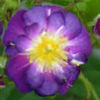 Rosiers