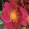 Rosiers