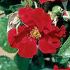 Rosiers