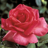 Rosiers