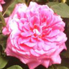 Rosiers