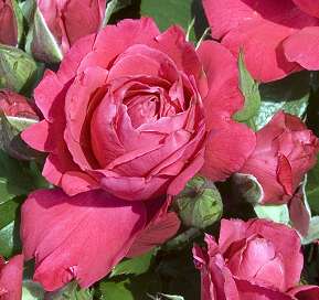 Rosiers