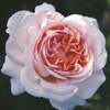 Rosiers
