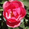 Rosiers