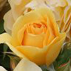Rosiers