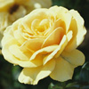 Rosiers