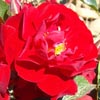 Rosiers