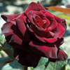 Rosiers