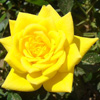 Rosiers