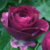 Rosiers