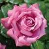 Rosiers