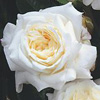 Rosiers