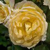 Rosiers