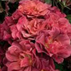 Rosiers