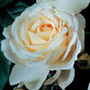 Rosiers