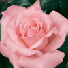 Rosiers
